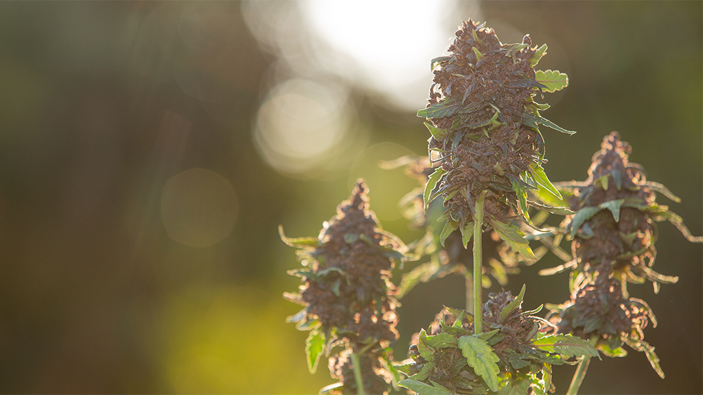 cannabis seo case study
