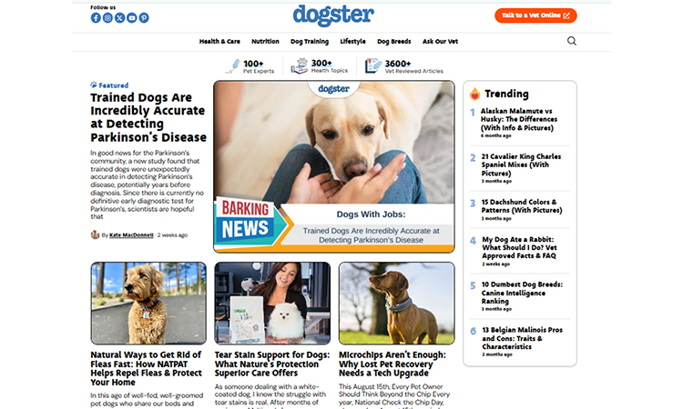 dogster- eeat in seo